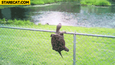 turtle-climbing-fence-mario-bros