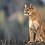 RJCougar RJCougar