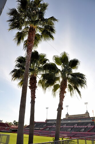 2009-12-19 Robertson Palm Trees
