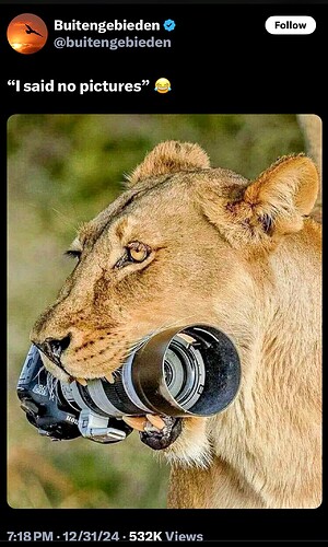 2025-01-01 Lion No Pictures_R