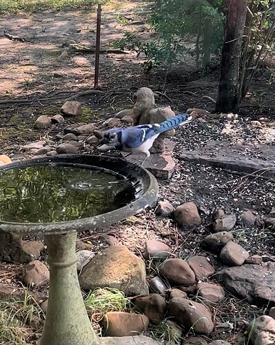 blue jay