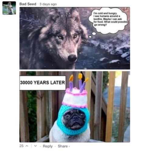 best-comments-section-hilarious-funny-10