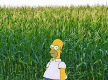 corn-field