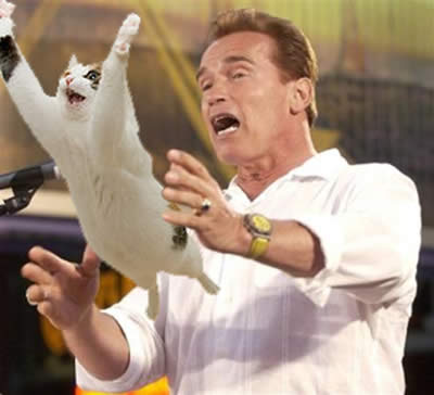 arnie-cat