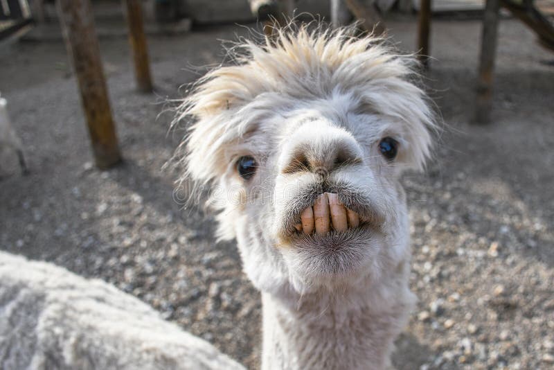 adorable-smiling-funny-looking-white-lama-big-front-teeth-looking-around-inside-small-ranch-adorable-smiling-funny-looking-145099998
